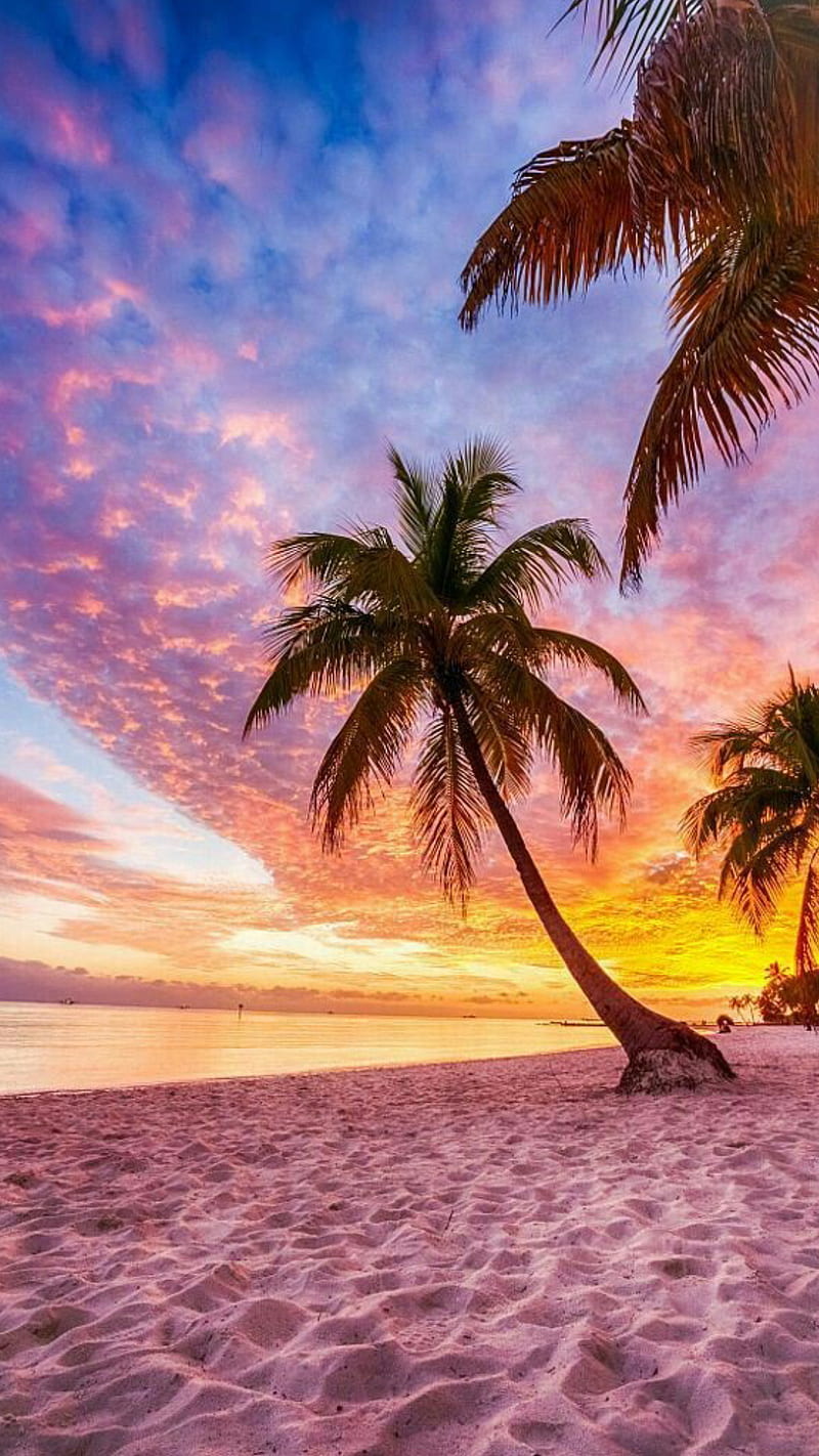 Beautiful beach, clouds, landscape, palms, sand, sea, sky, sunset, trees, water, HD phone wallpaper