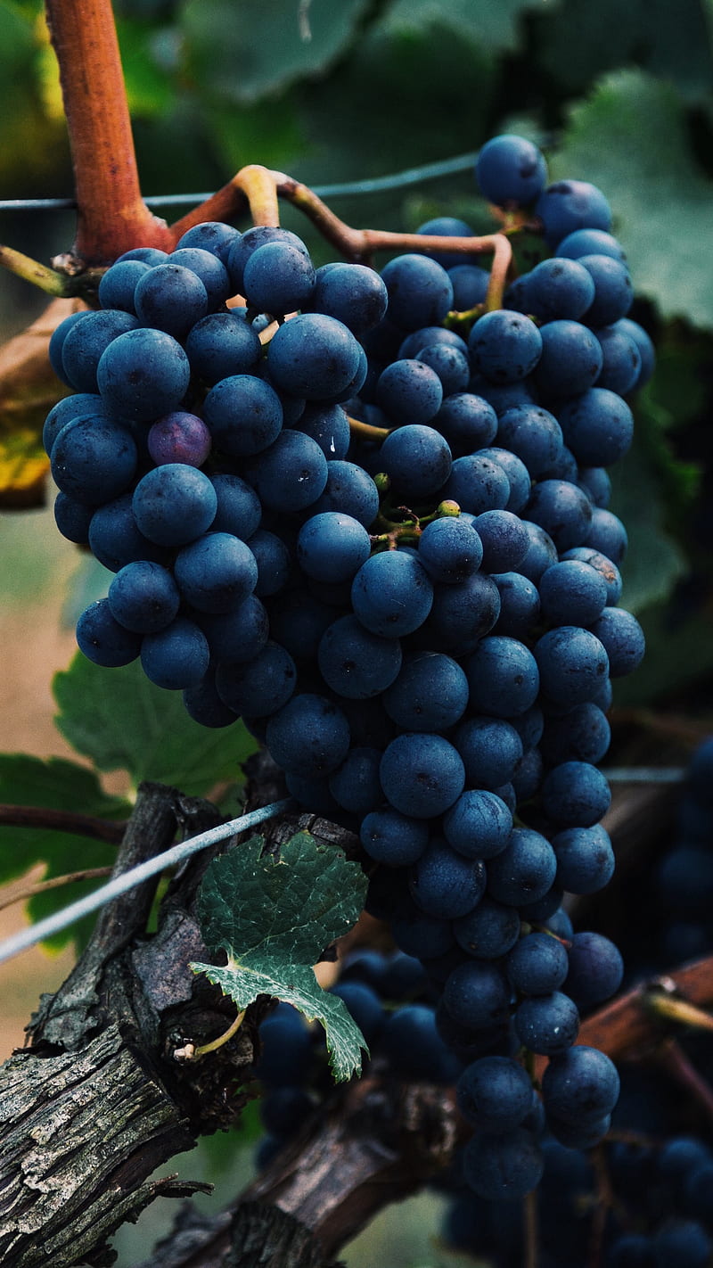 Black Grapes , vine, bunch, berries, black grapes, food, HD phone wallpaper