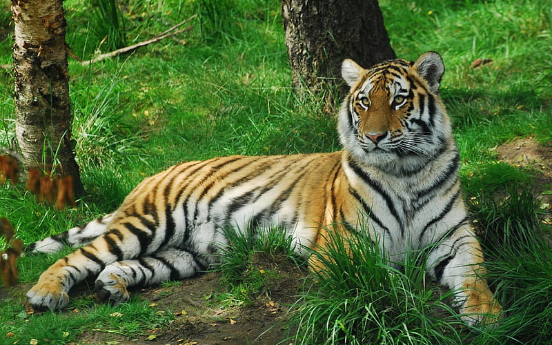 Tiger, cat, wild, wood, HD wallpaper