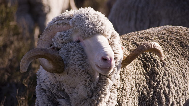 merino sheep, merino, sheep, ram, wool, HD wallpaper