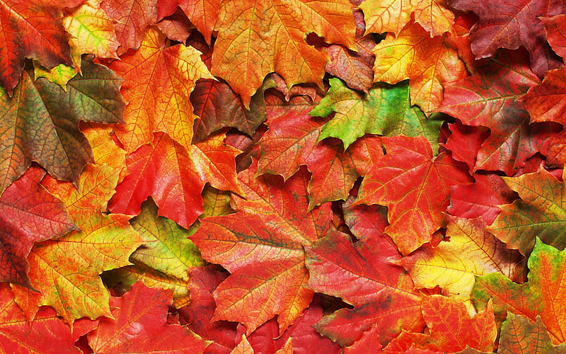Autumn leaves, colorful, red, autumn, green, texture, yellow, skin ...