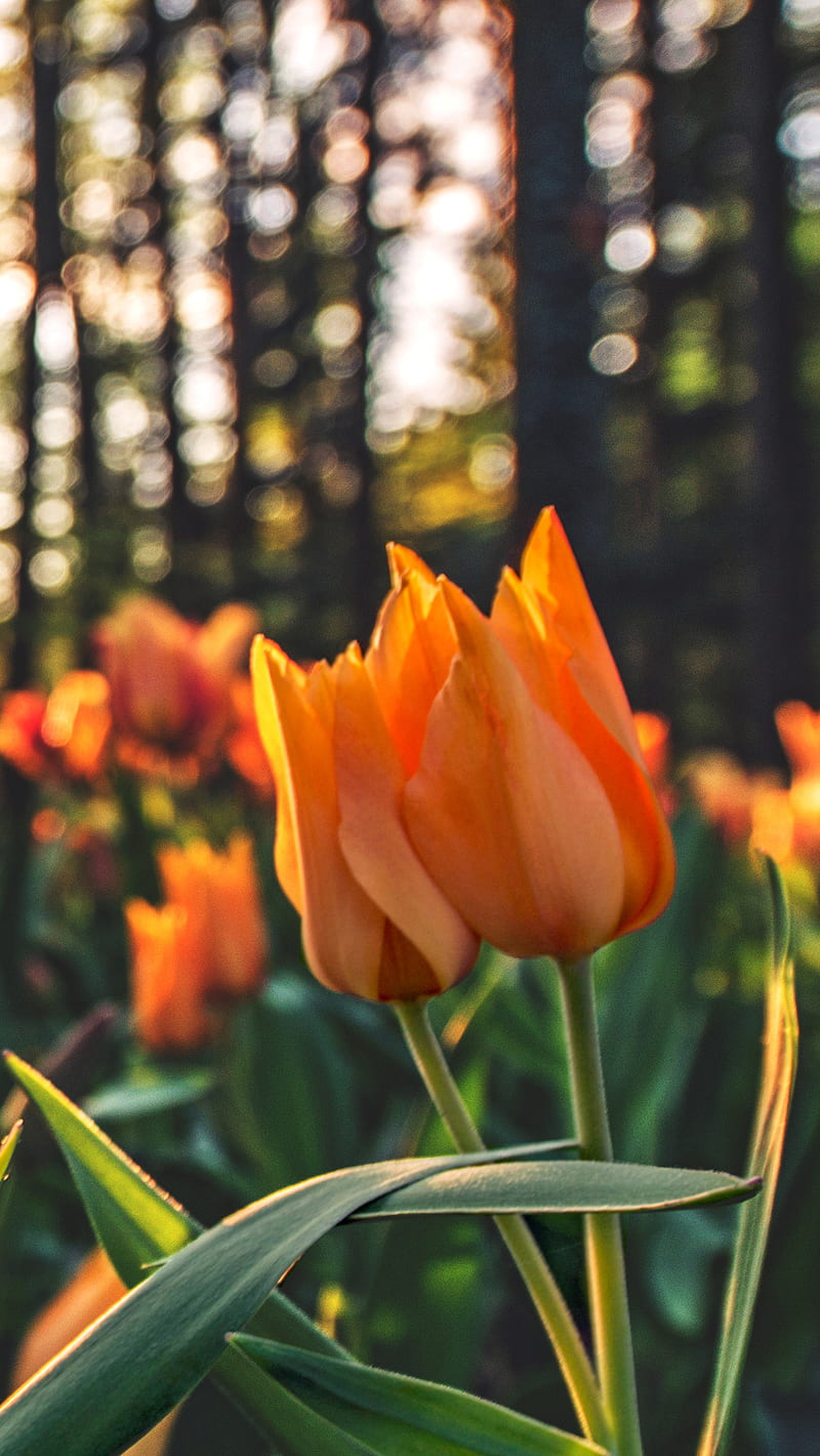 Tulips Orange, HD phone wallpaper