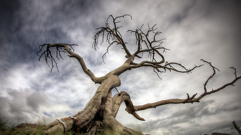 gnarled tree r, tree, gnarled, r, strapped, overcast, HD wallpaper