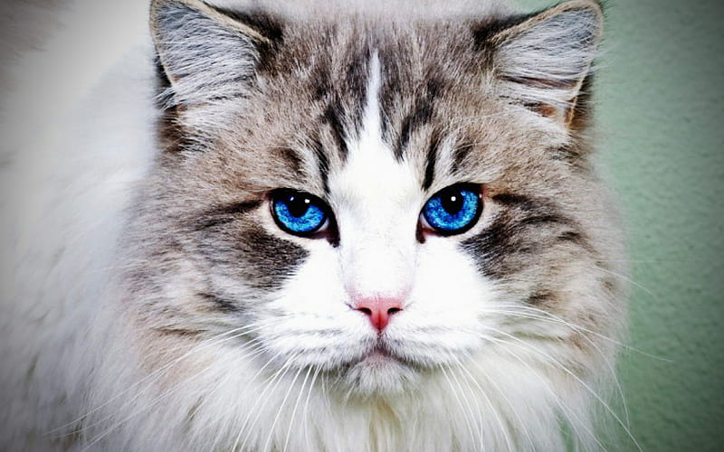 Persian Cat, blue eyes, fluffy cat, close-up, white cat, cats, muzzle, domestic cats, pets, whiite Persian Cat, cute animals, Persian, HD wallpaper