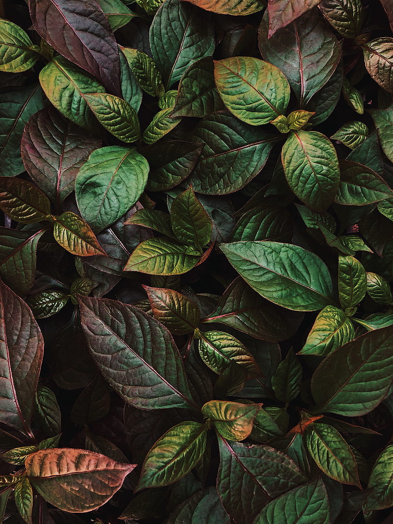 ovate green leaf plant, HD phone wallpaper