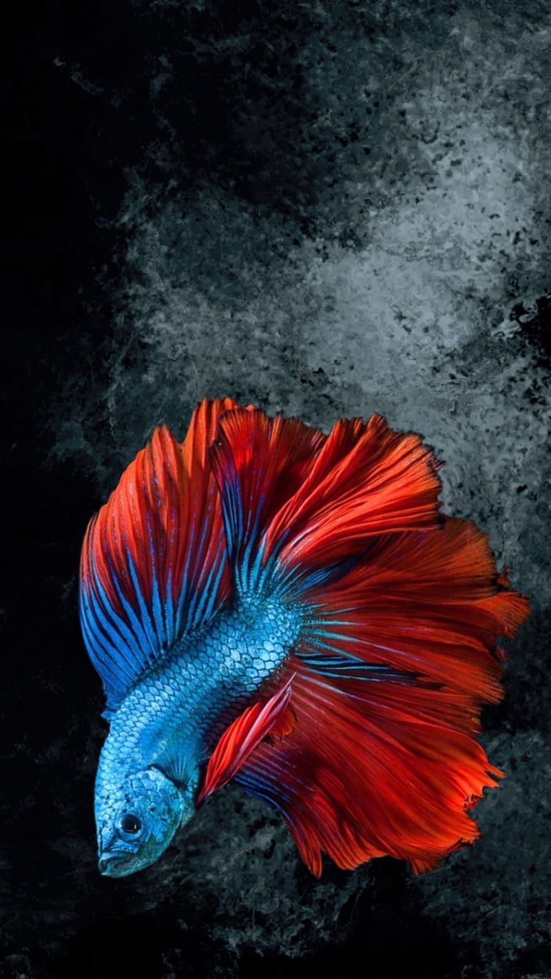 Betta test, black, blue, fighting fish, fish, red, HD phone wallpaper |  Peakpx