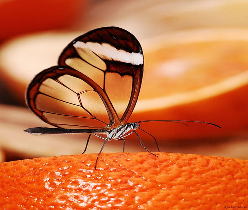 Vitamin C, wings, glass butterfly, orange, sweet, HD wallpaper