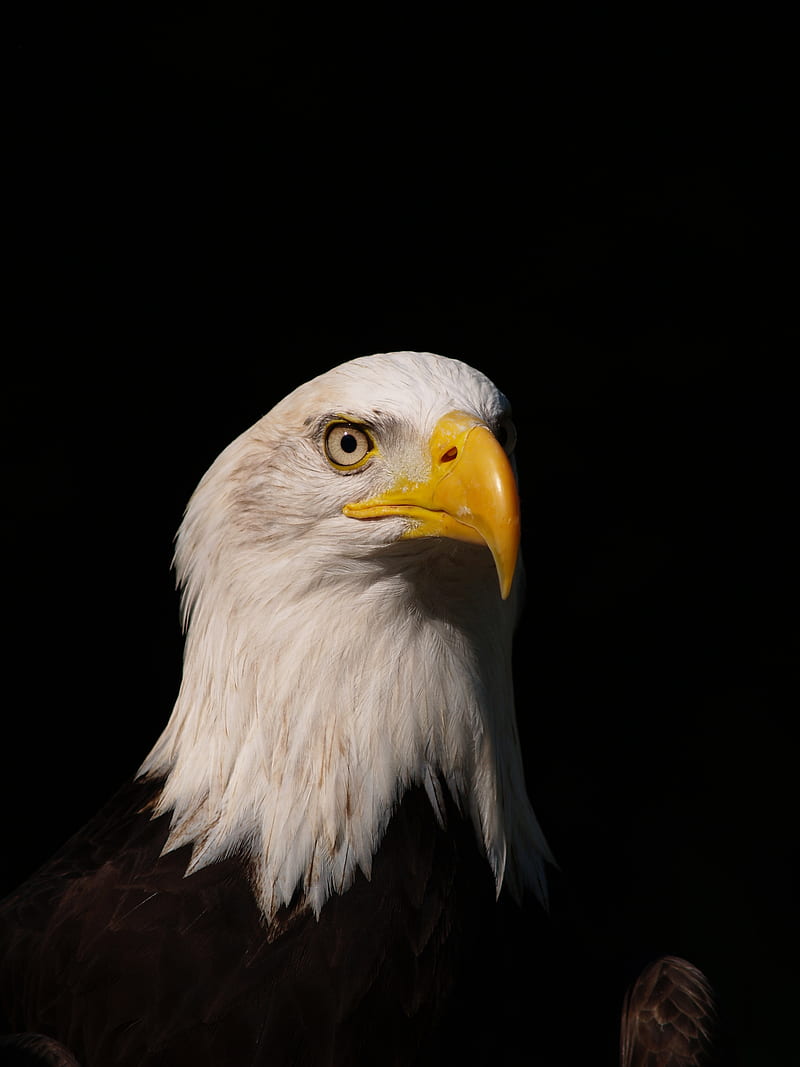 eagle, bird, predator, glance, HD phone wallpaper