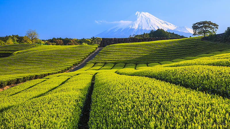 Landscape of Volcano And Tea Plantation Field Nature, HD wallpaper