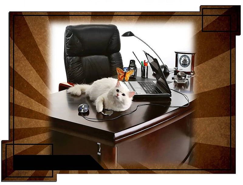 MESSAGE RECEIVED AND UNDERSTOOD., desk, white, office, cat, HD wallpaper