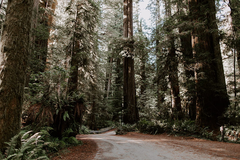 How You Can Help Save the California Redwoods From Wildfires, Santa Cruz Redwoods, HD wallpaper