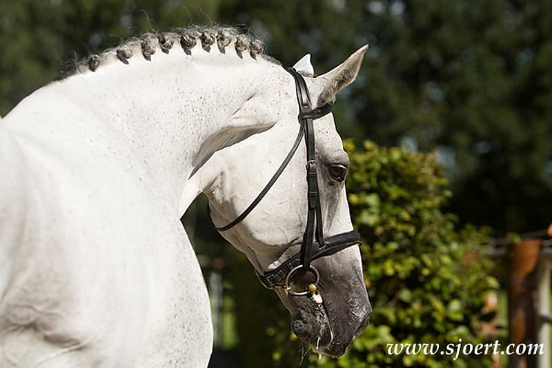 The Horse Bergamo, bergamo, beayty, gray, pony, animals, horses, HD wallpaper