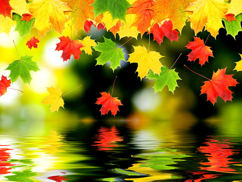 Autumn Leaves, autumn, colorful, falling, green, leaf, leaves, maple, red, water, HD wallpaper