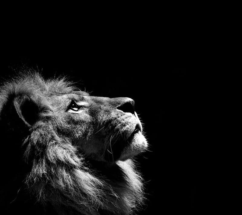 King of the jungle, animal, lion, HD wallpaper