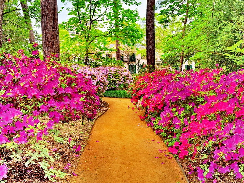 Lynn Herbert River Oaks Garden, garden, flowers, nature, spring, HD wallpaper