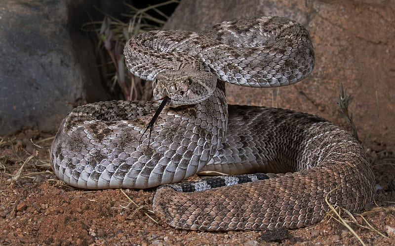 dangerous snake, Texas thunderbolt, USA, snake, reptile, wildlife, HD wallpaper