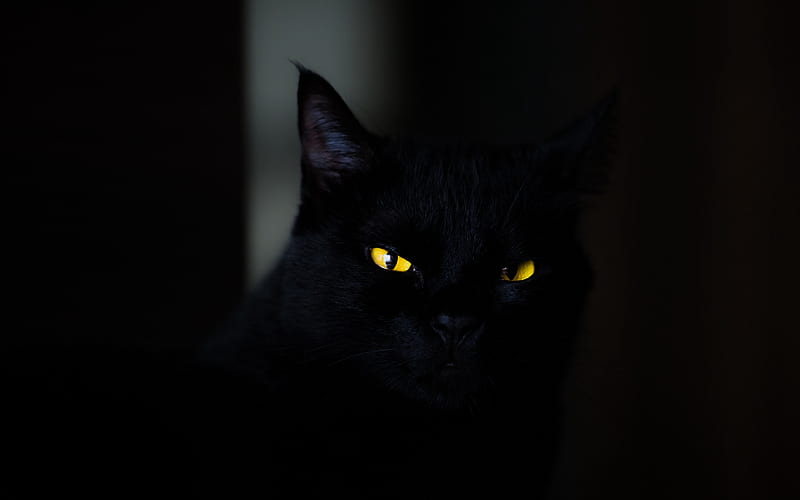 Bombay Cat, close-up, pets, yellow eyes, black cat, domestic cat, cats, Bombay, HD wallpaper