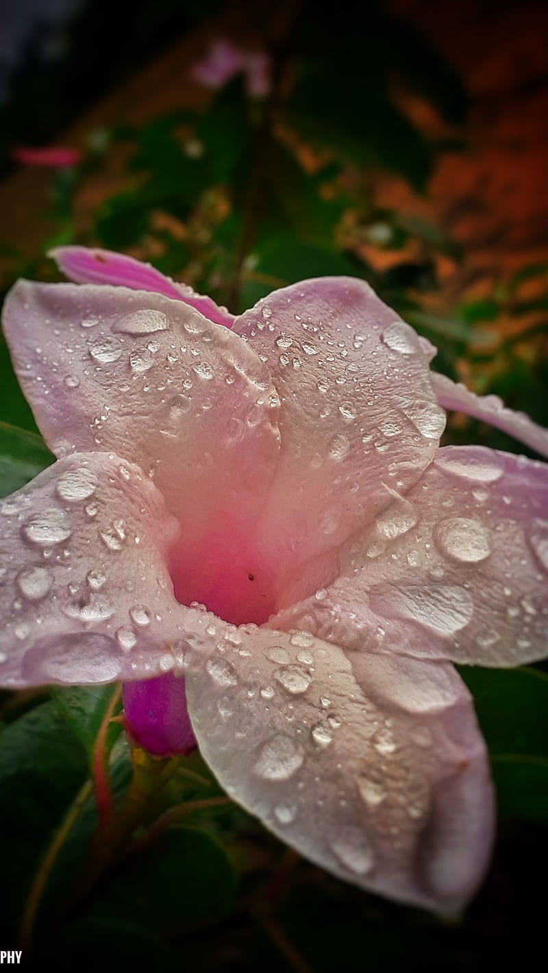 Water Droplets on Pink Flower , beautiful flowers, nature, water droplets, HD phone wallpaper