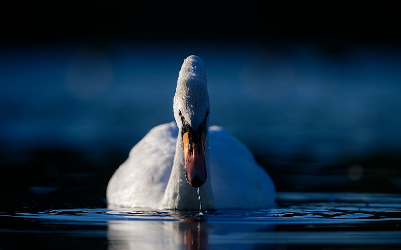 white swan, lake, evening, water, beautiful white bird, HD wallpaper