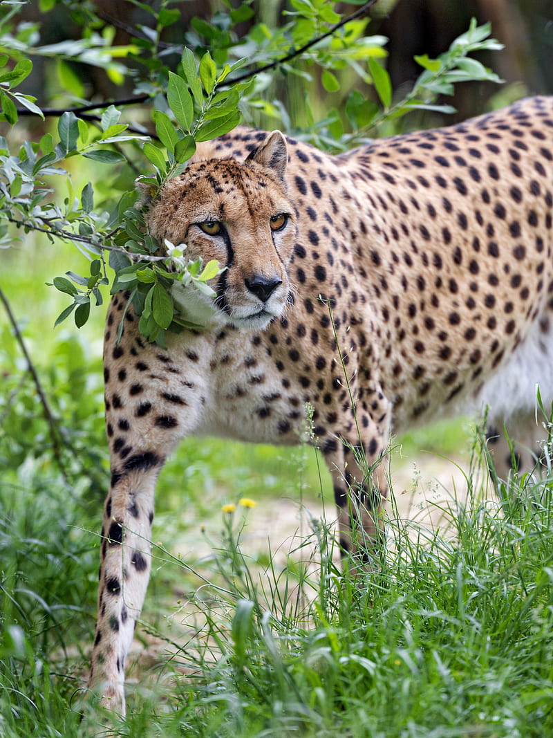 cheetah, predator, big cat, glance, branch, HD phone wallpaper