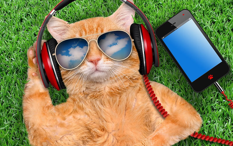 ginger cat, great life, smartphone, green grass, happy cat, HD wallpaper