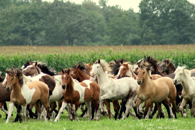 Manada de caballos salvajes, salvaje, manada, naturaleza, caballos, animales, Fondo de pantalla HD | Peakpx