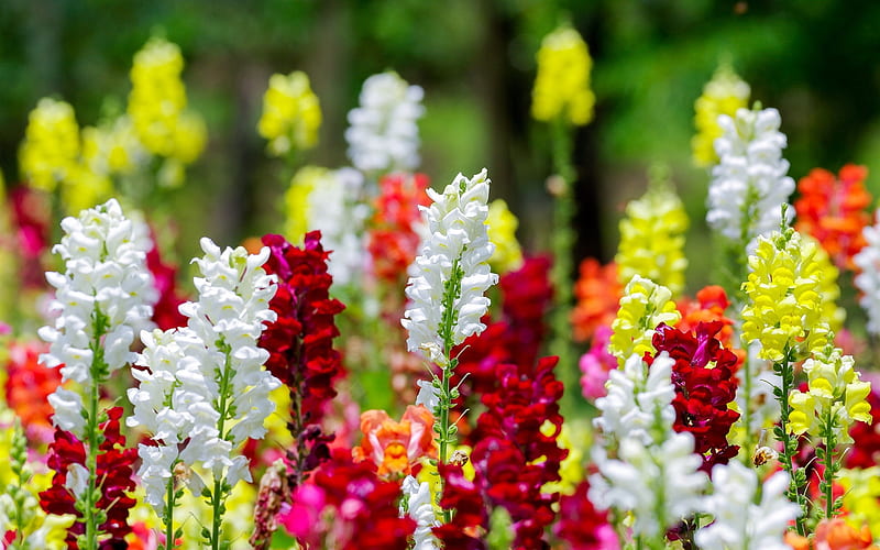 Colourful snapdragon flowers, Blossoms, Flowers, Snapdragons, Nature, HD wallpaper