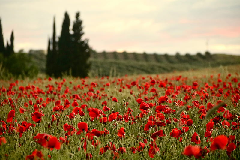 field, poppies, flowers, red, HD wallpaper