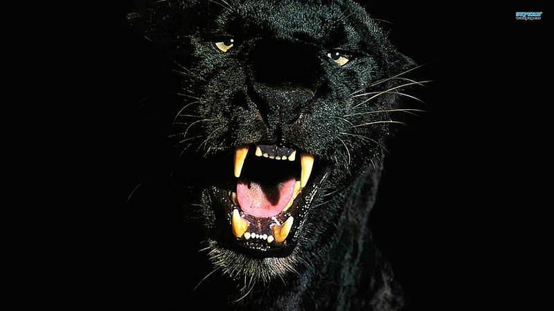Cats, Animal, Black Panther, HD wallpaper | Peakpx Cats, Animal, Black Panther, HD wallpaper | Peakpx