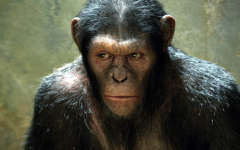 rise of the planet of the apes, primate, ape, chimp, animal, HD wallpaper