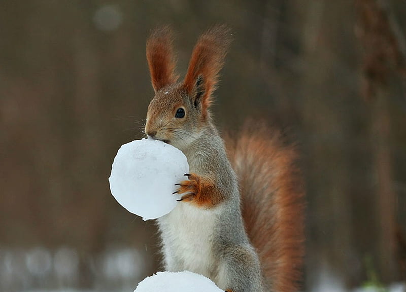 Squirrel, veverita, animal, winter, cute, ball, snow, funny, white, HD wallpaper