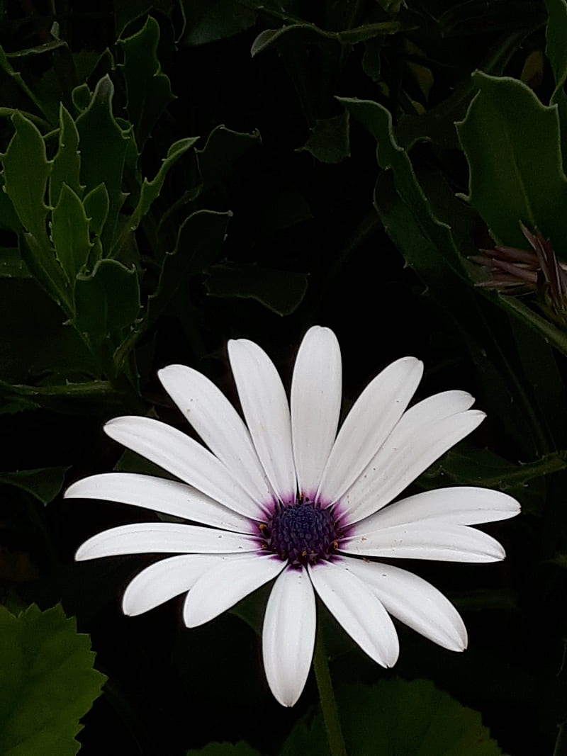 Whiten Flower, colombian, flora, white flower, HD phone wallpaper