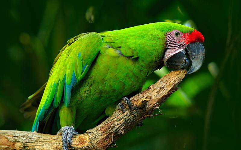 Great green macaw green parrot, beautiful bird, Ara ambigua, great military macaw, South America, HD wallpaper