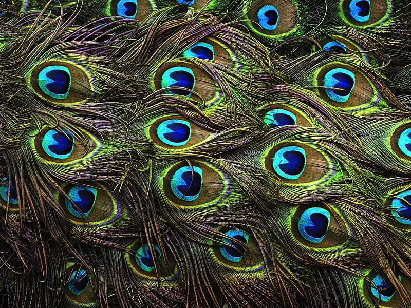 Peacock feathers, green, feather, paun, texture, peacock, pana, blue, HD  wallpaper | Peakpx