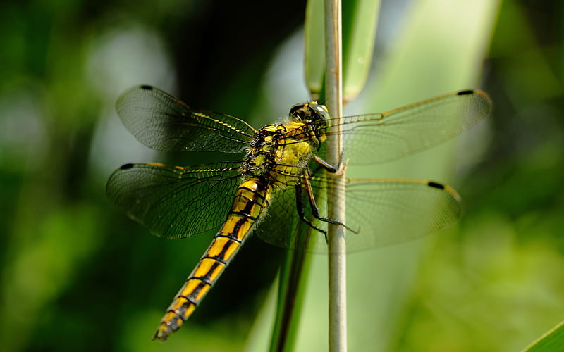Dragonfly, bug, green, insect, yellow, HD wallpaper