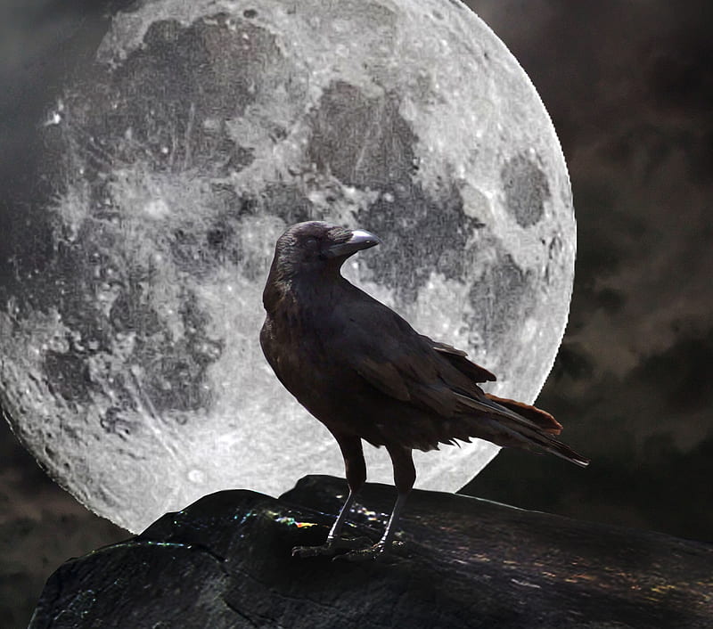 full moon crow, night, raven, HD wallpaper