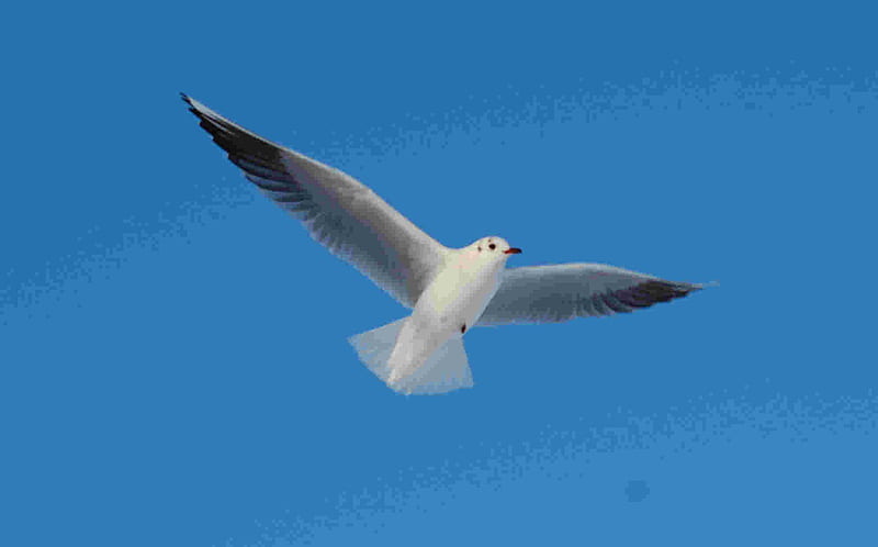peace, seagul, flight, christian, sky, jesus, bird, love, flying, blue, HD wallpaper