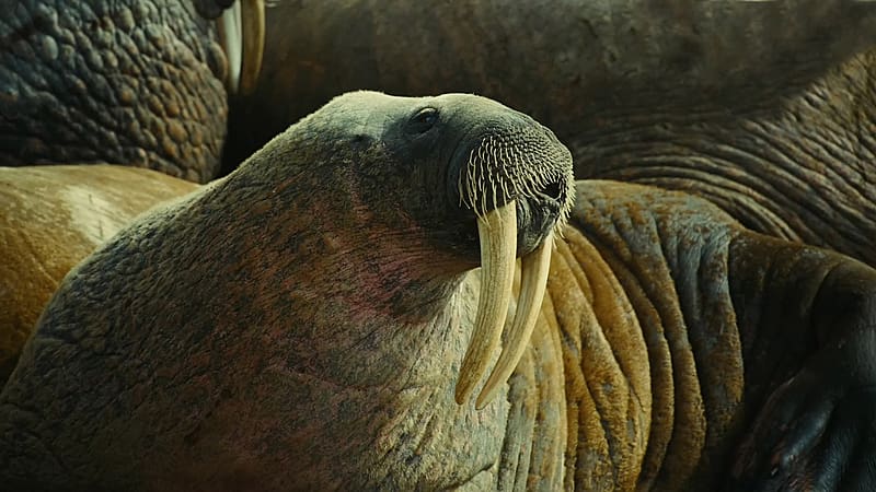 Animal, Walrus, HD wallpaper