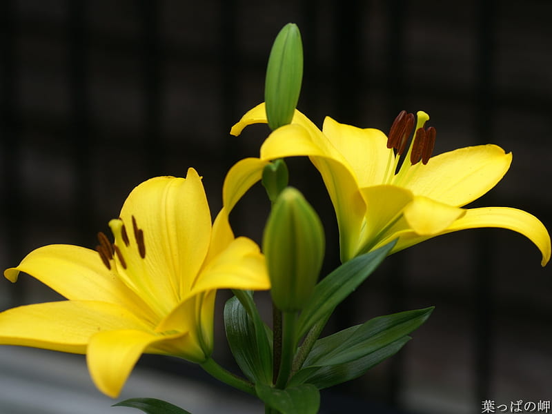 Yellow Lily, yellow, bonito, abstract, leaves, green, environment