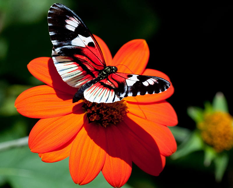 flower, butterfly, colors, garden, orange, HD wallpaper