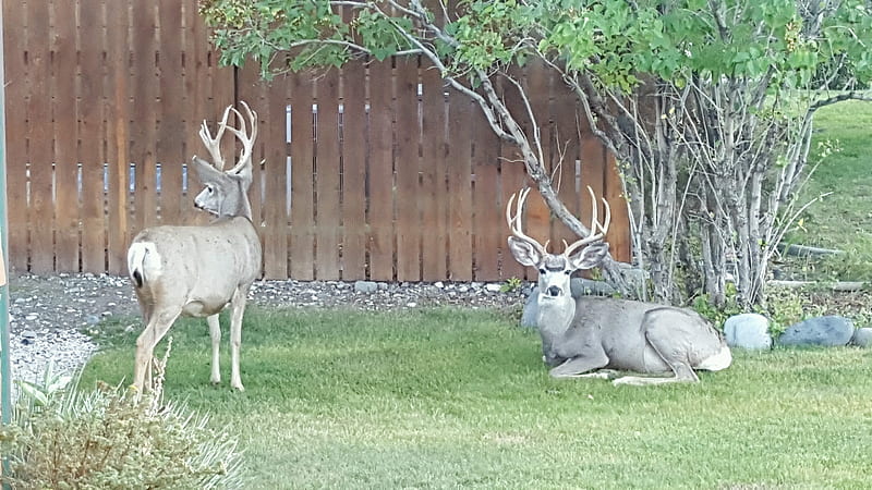 Mule Deer Bucks in yard, Cody, Wyoming, Big Game, Mule Deer, Scenic, Bucks, Town Deer, HD wallpaper
