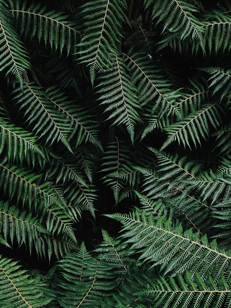 Green Fern Plant in Close Up graphy, HD phone wallpaper