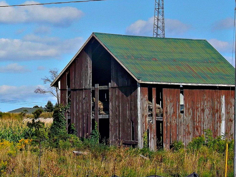 abandoned barn, wood slats, foilage, wood, barn, abandoned, HD wallpaper