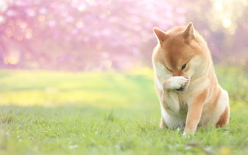 Akita Inu, big dog, pets, spring, Japanese dog, Sakura, spring garden, HD wallpaper