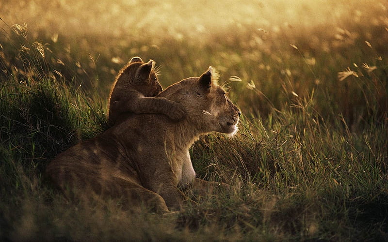 african lion-Animal, HD wallpaper