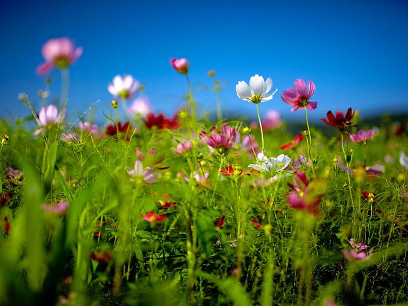 When Summer comes, flowery, grass, cones, flowers, beuty, cosmos, shrubs, HD wallpaper