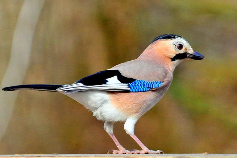 Eurasian Jay, to, right, looks, stands, HD wallpaper