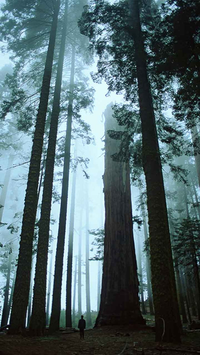 Trees, tall, HD phone wallpaper