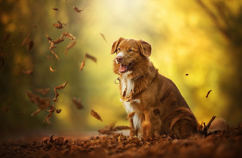 Dogs, Dog, Leaf, Fall, Animal, Nova Scotia Duck Tolling Retriever, Depth Of Field, HD wallpaper