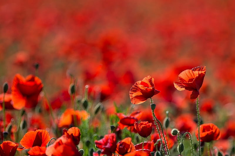 Poppies, Poppy, Red, Flowers, Nature, Flower, HD wallpaper | Peakpx